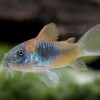 corydoras
